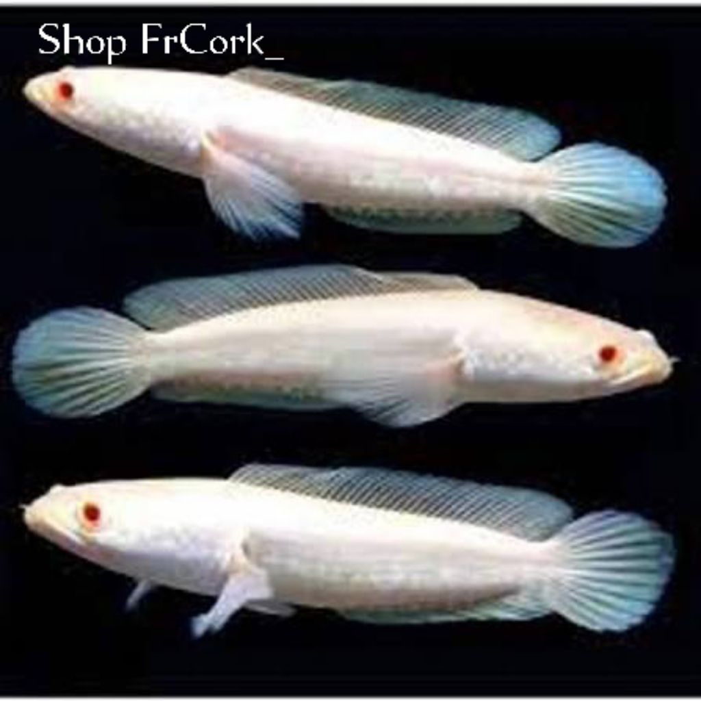 Striata Albino - Bahan Terbaik