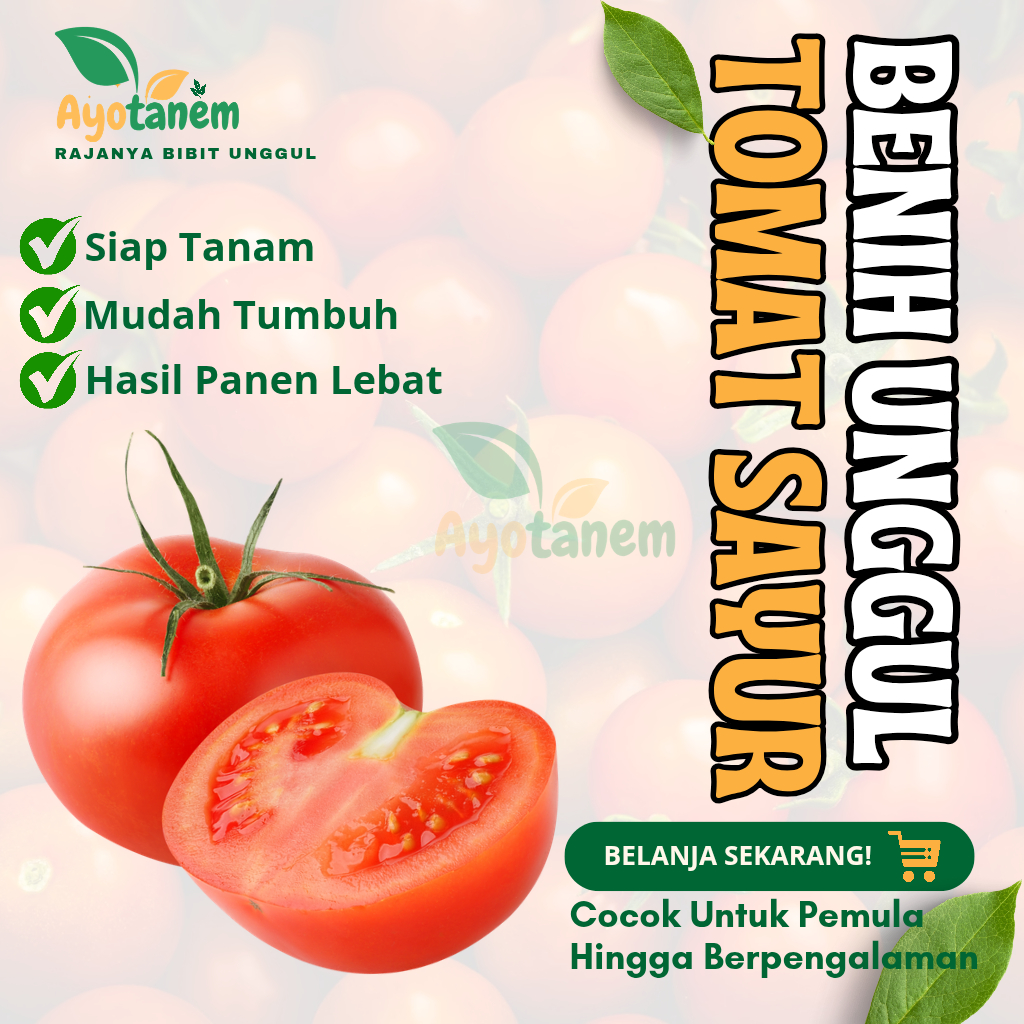50 BIJI BENIH UNGGUL TOMAT SAYUR / BIBIT UNGGUL TOMAT MANIS MERAH /  BIJI TOMAT BUAH LEBAT