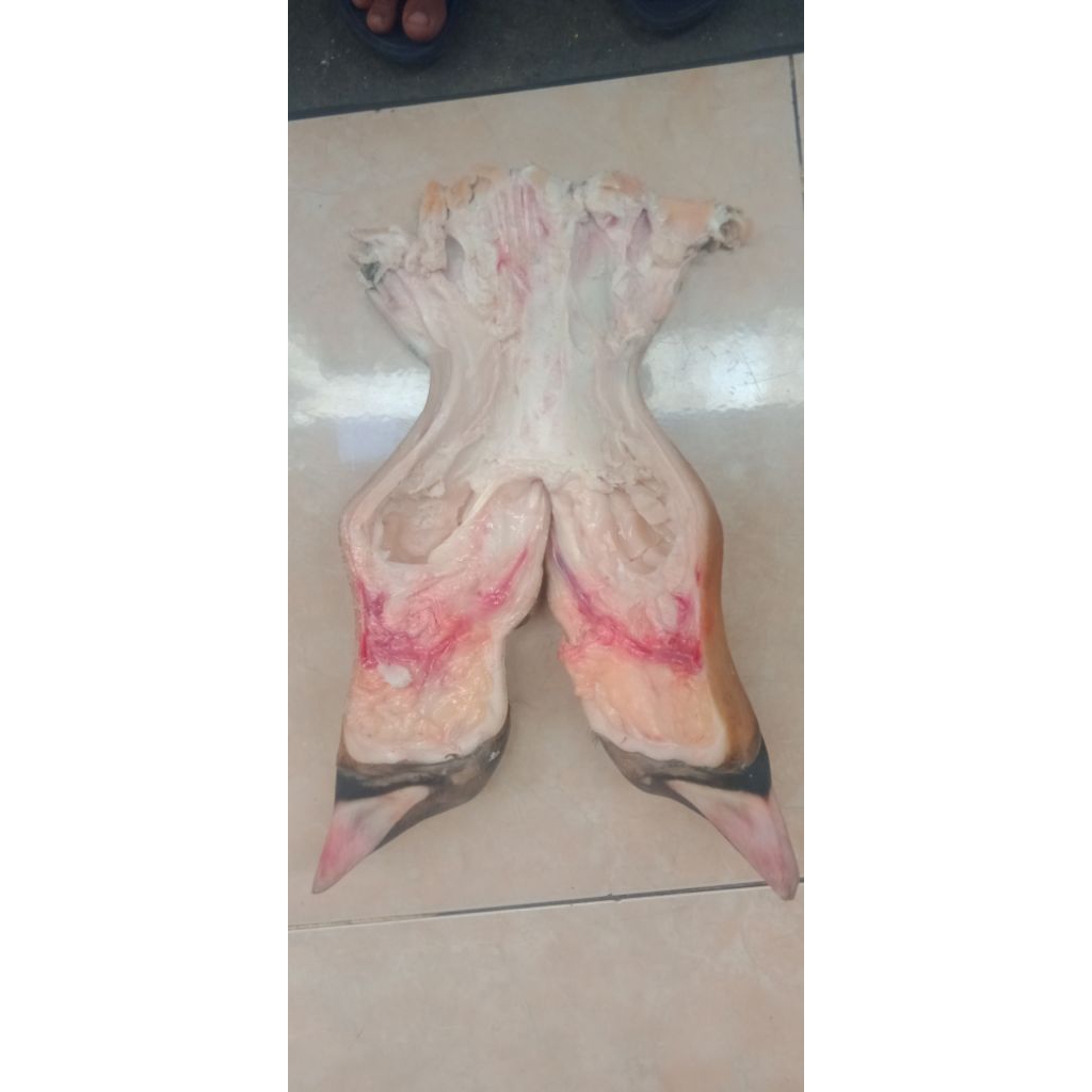 kikil sapi lokal lepas tulang