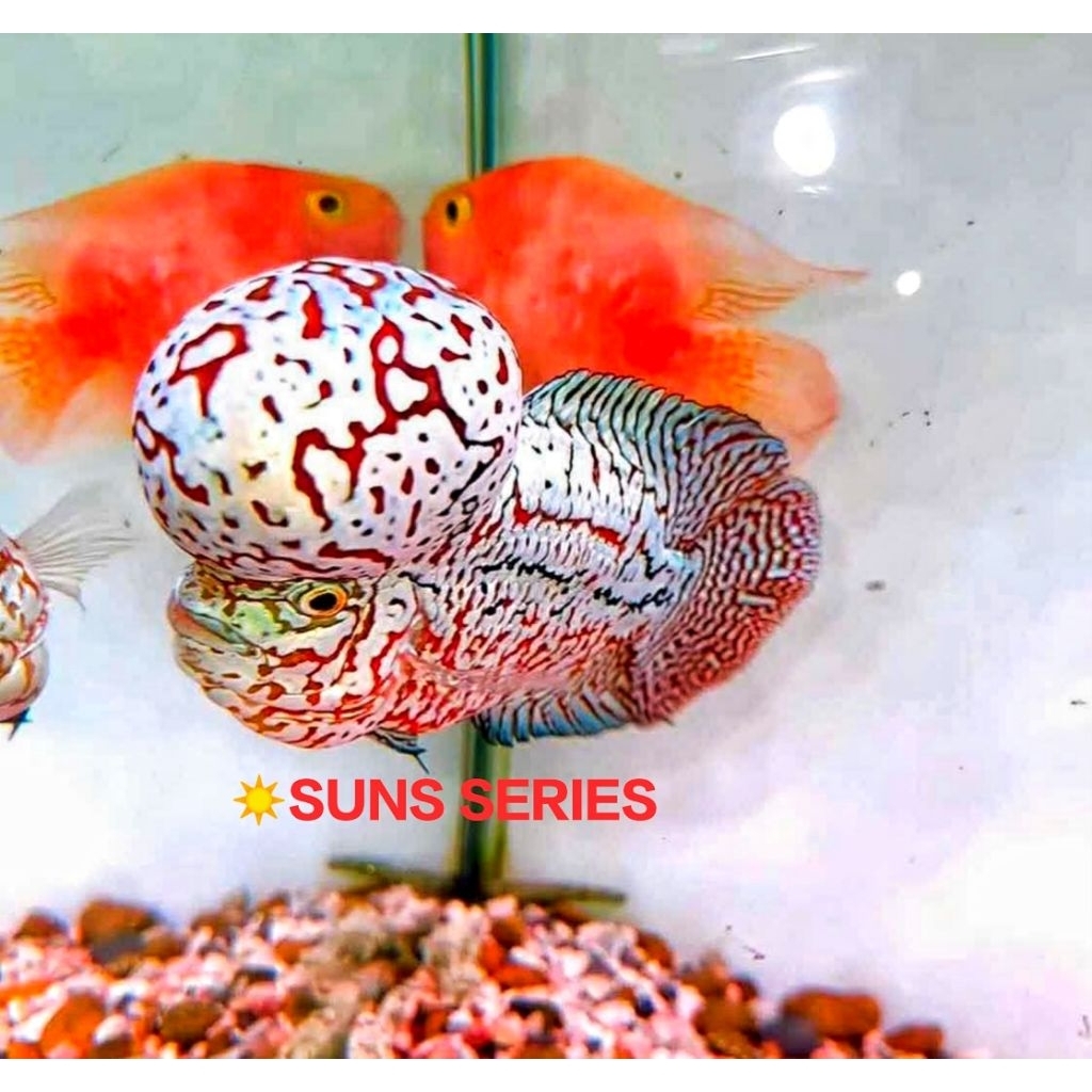 Flash Sale 12.12 VVIP Burayak King Kamfa F2 Platinum Red Thailand