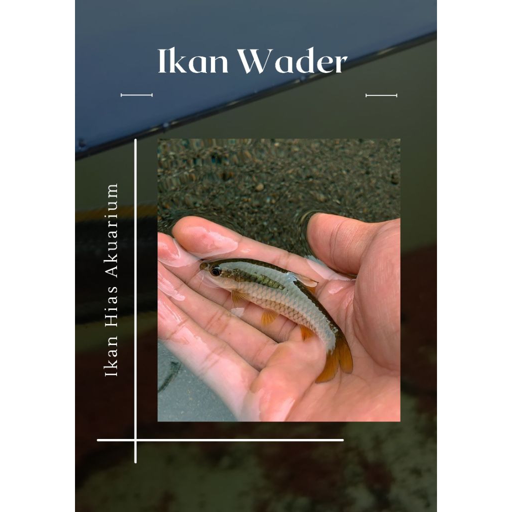 ikan Wader Sekelas masher