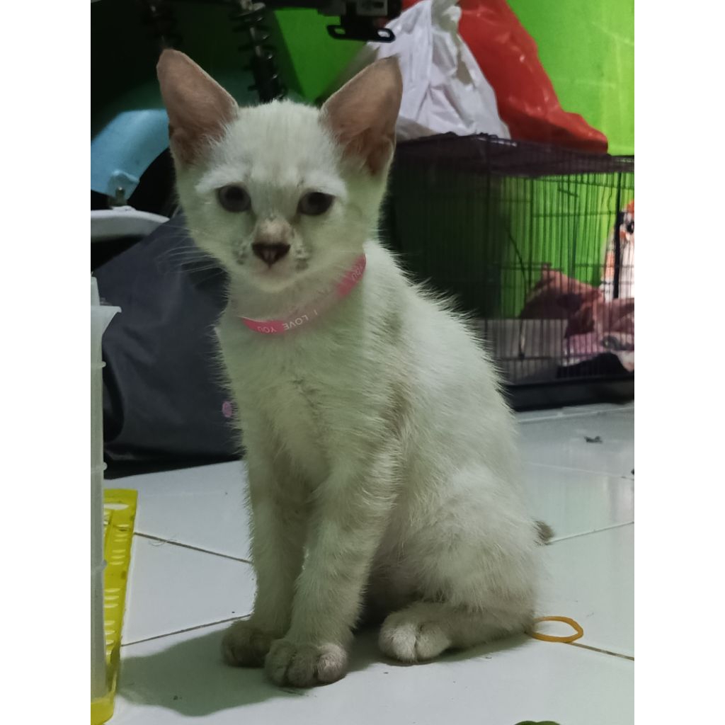 Mao -anak kucing himalaya betina 3 bulan lebih