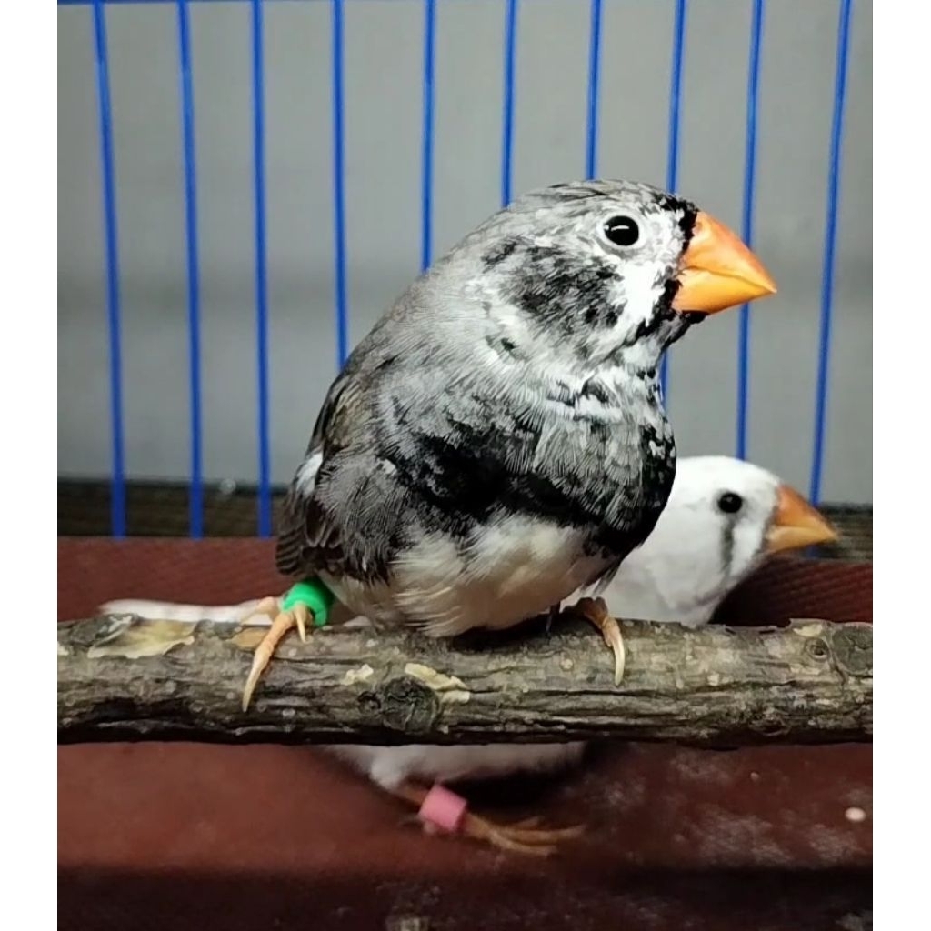 Zebra Finch Sepasang BC dan CFW