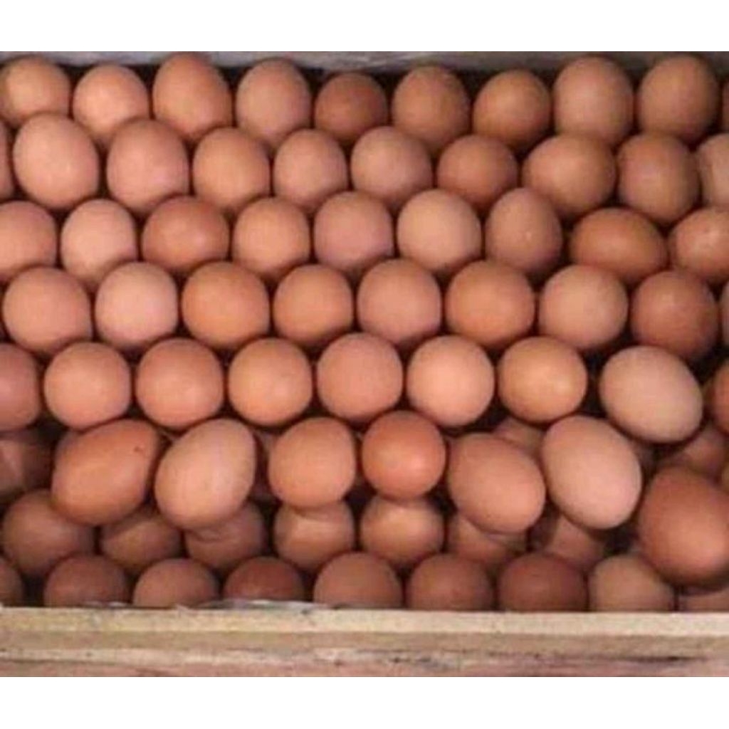 telur ayam horen 1 peti