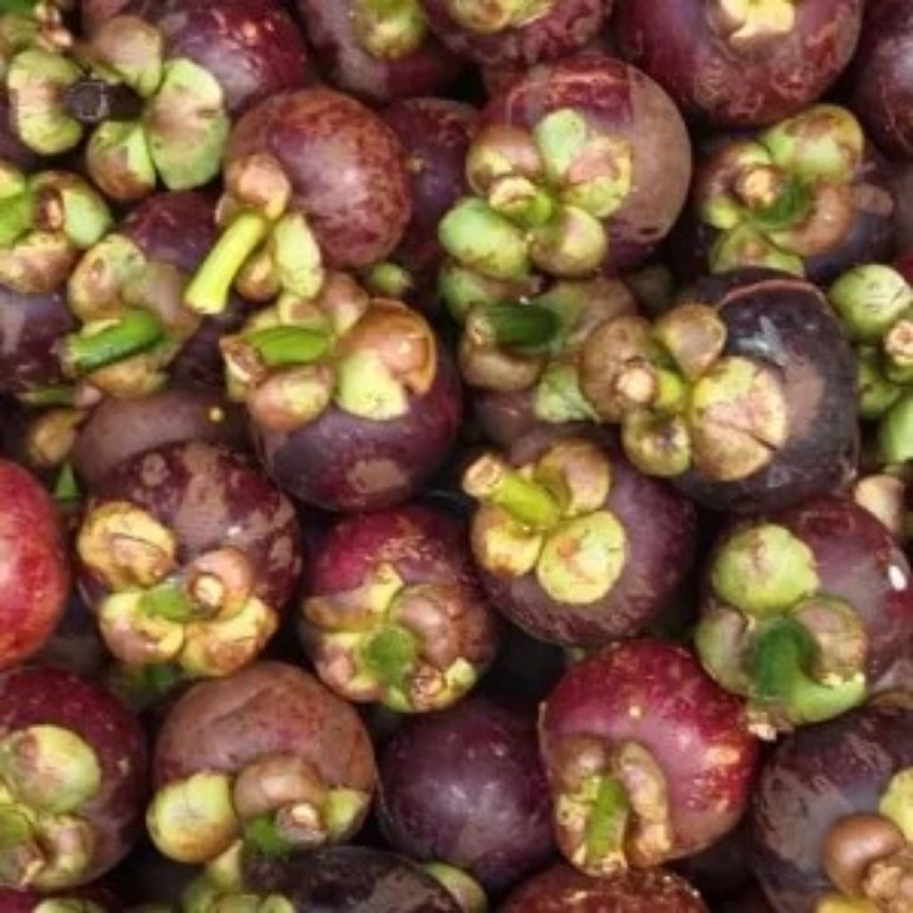 buah Manggis pasaman/buah segar/manggis sumatra/manggis manis/Manggis 1kg