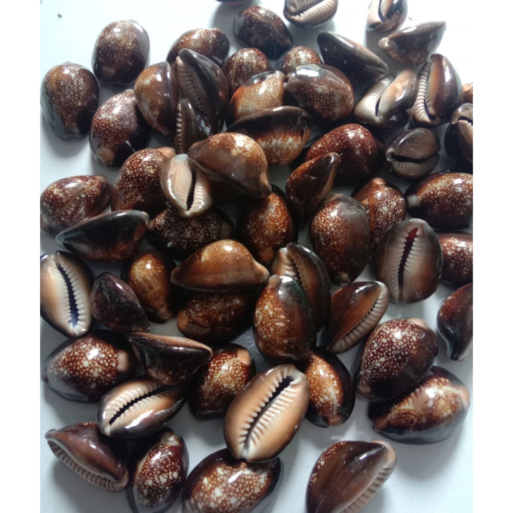 500 GRAM KUWUK WARNA HITAM