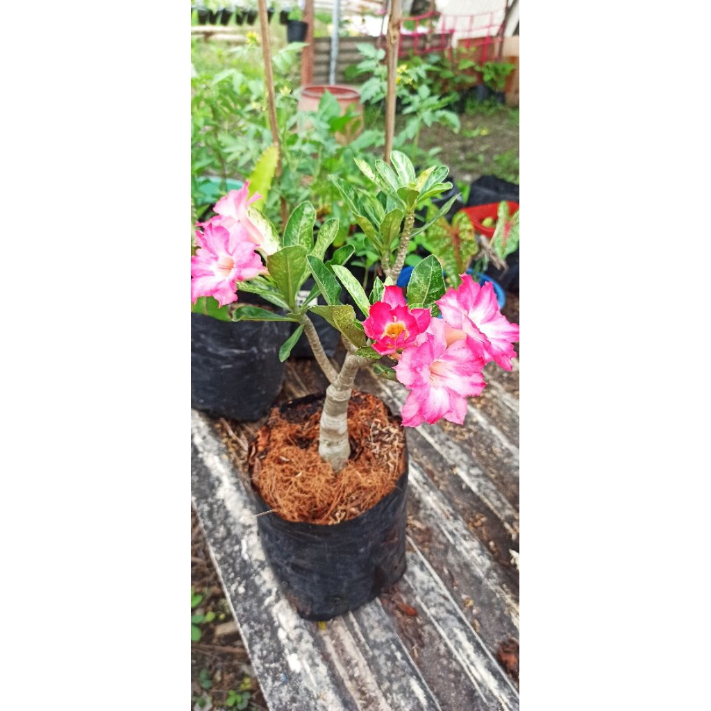 Adenium ID Pucuk Bodas Daun Varigata Sudah Berbunga Bunga Tumpuk