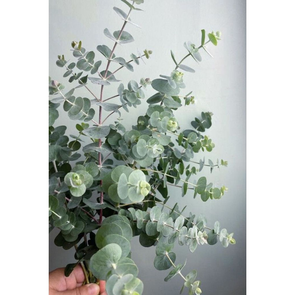 Bibit Tanaman Hias Silver Dollar Eucalyptus Original