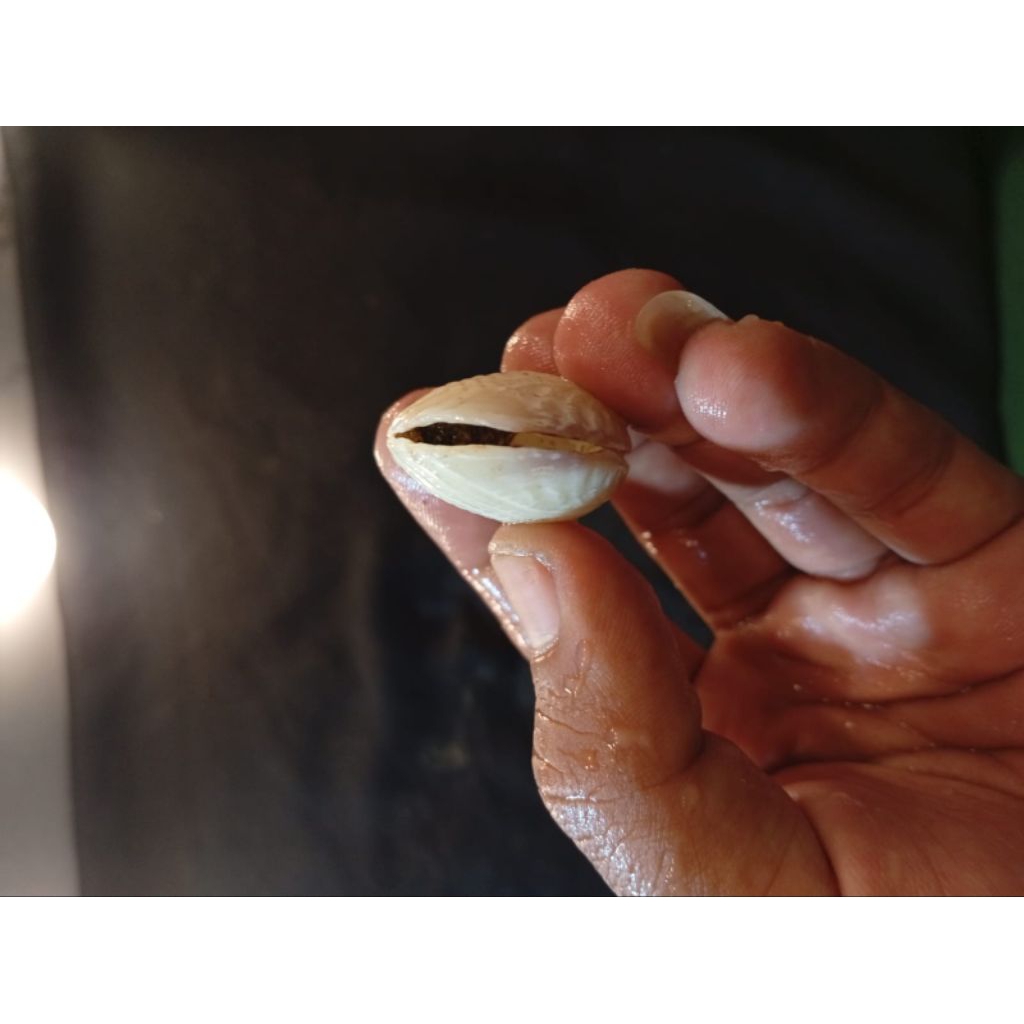 temuan alam laut asli kerang tempel 16