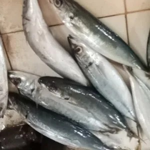 ikan salem 1kg
