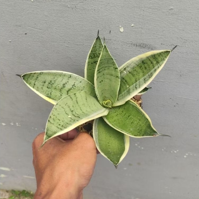 sansivera hahnii cream / silver