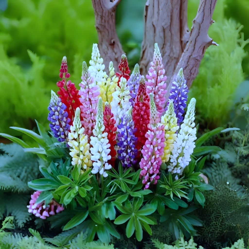 2 Biji Benih Bunga Lupine Warna Warni Bibit Bunga Hias Import Tanaman bunga