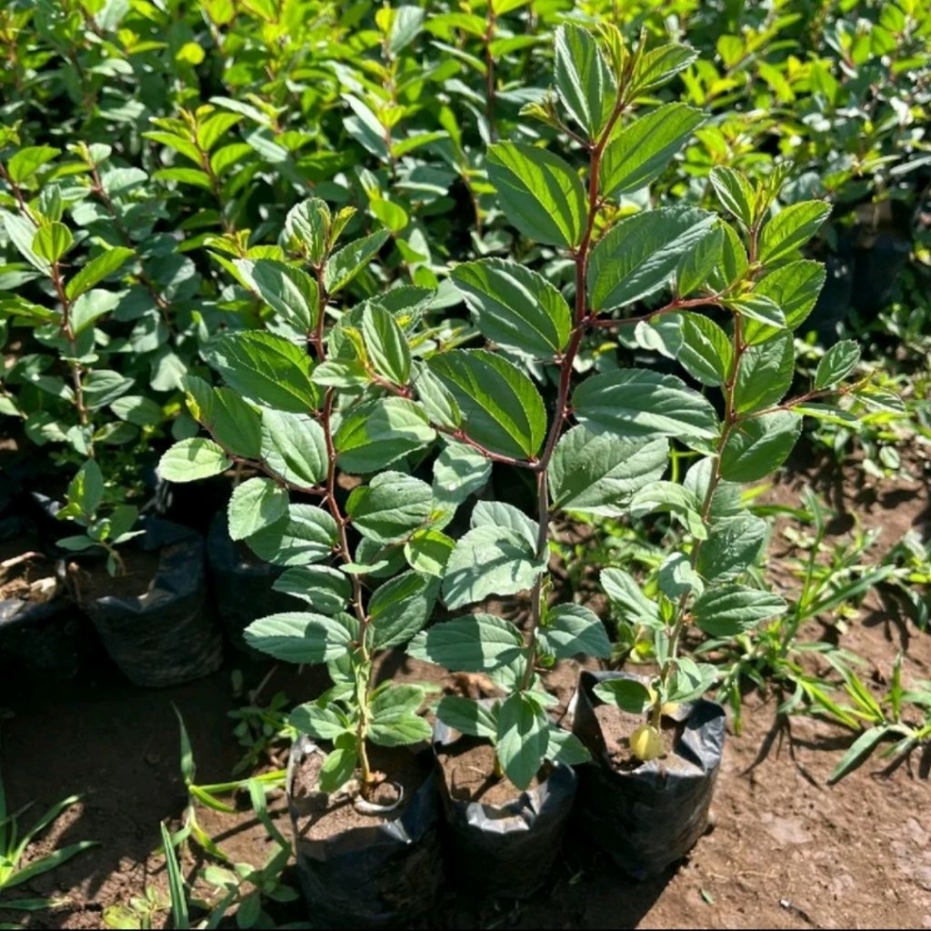 Bibit Bidara Arab Asli