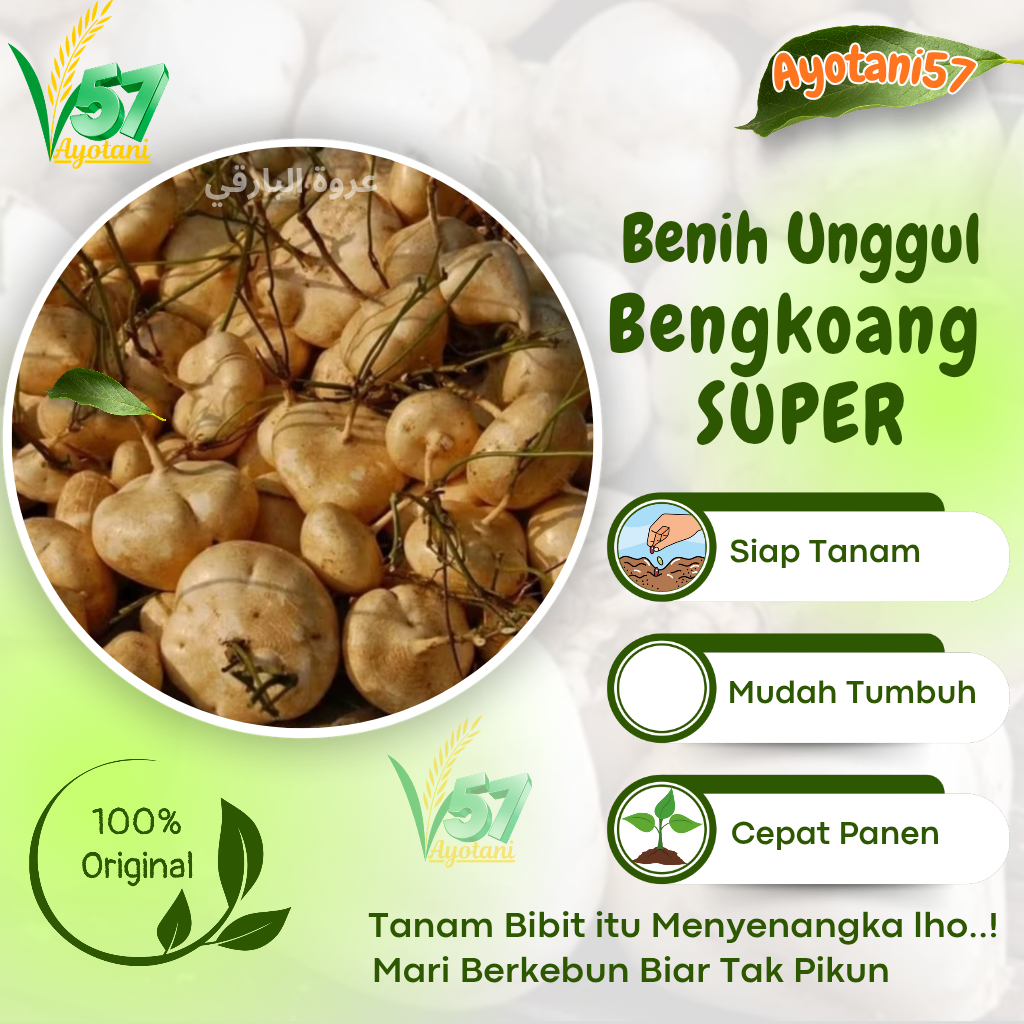BENIH BENGKOANG unggul / bibit bengkoang besar / bibi bengkoang putih super manis
