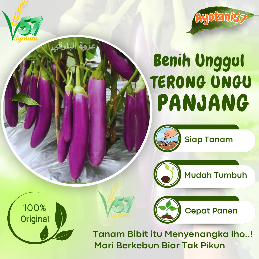 Bibit Terong ungu jumbo / benih unggul sayuran terong ungu besar panjang | biji berkualitas terlaris