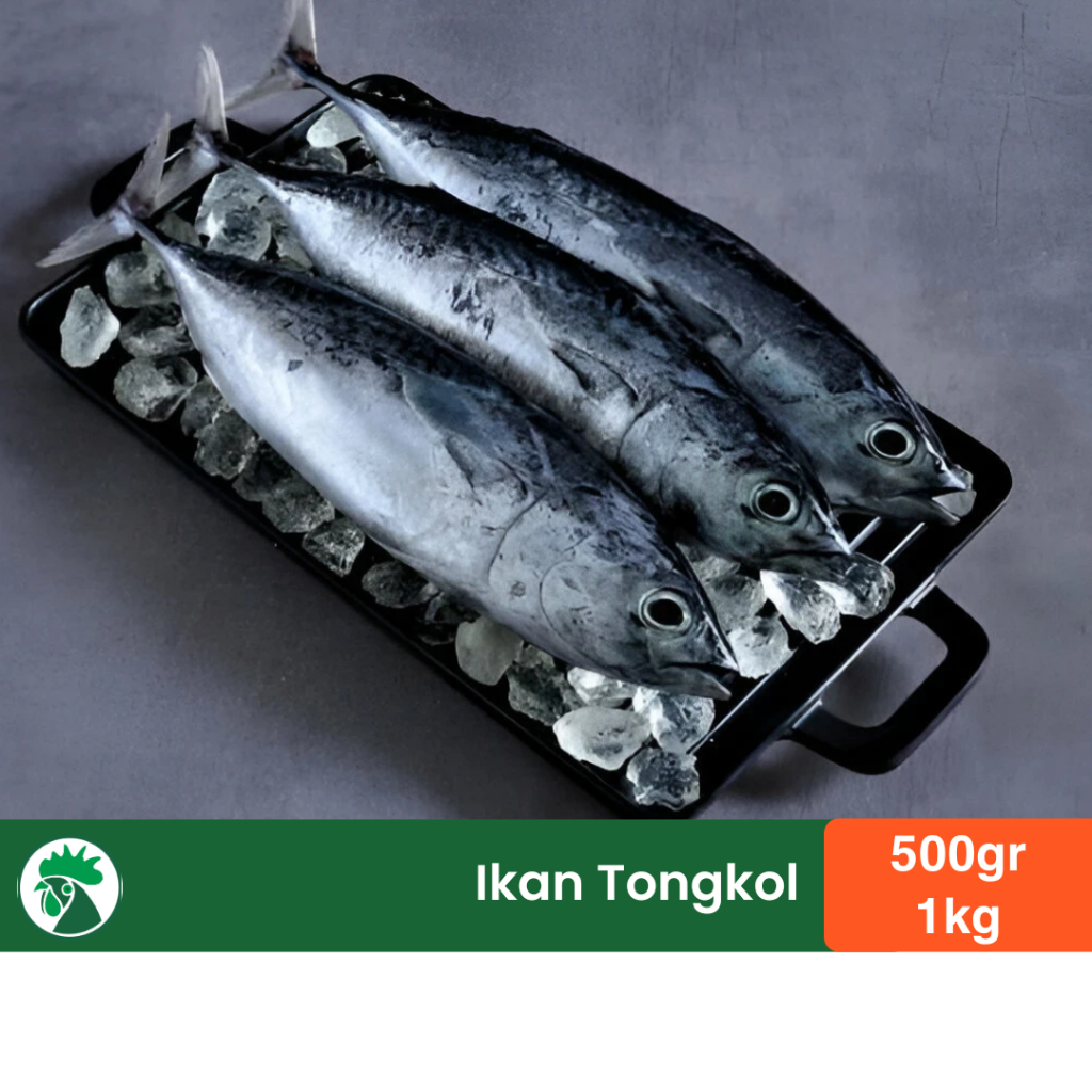 Ikan Tongkol Fresh Frozen | Ikan Tongkol Sudah Bersih