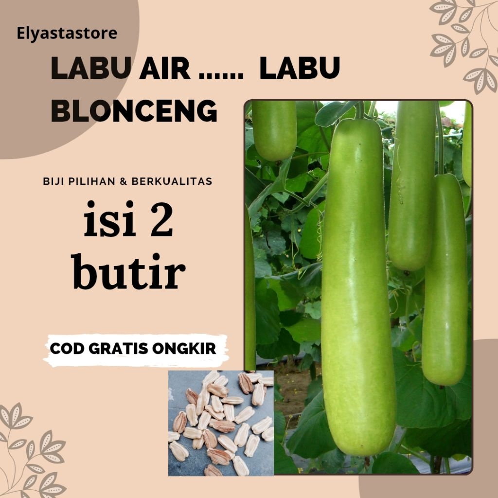 Benih  biji labu air.labu blonceng 2 butir