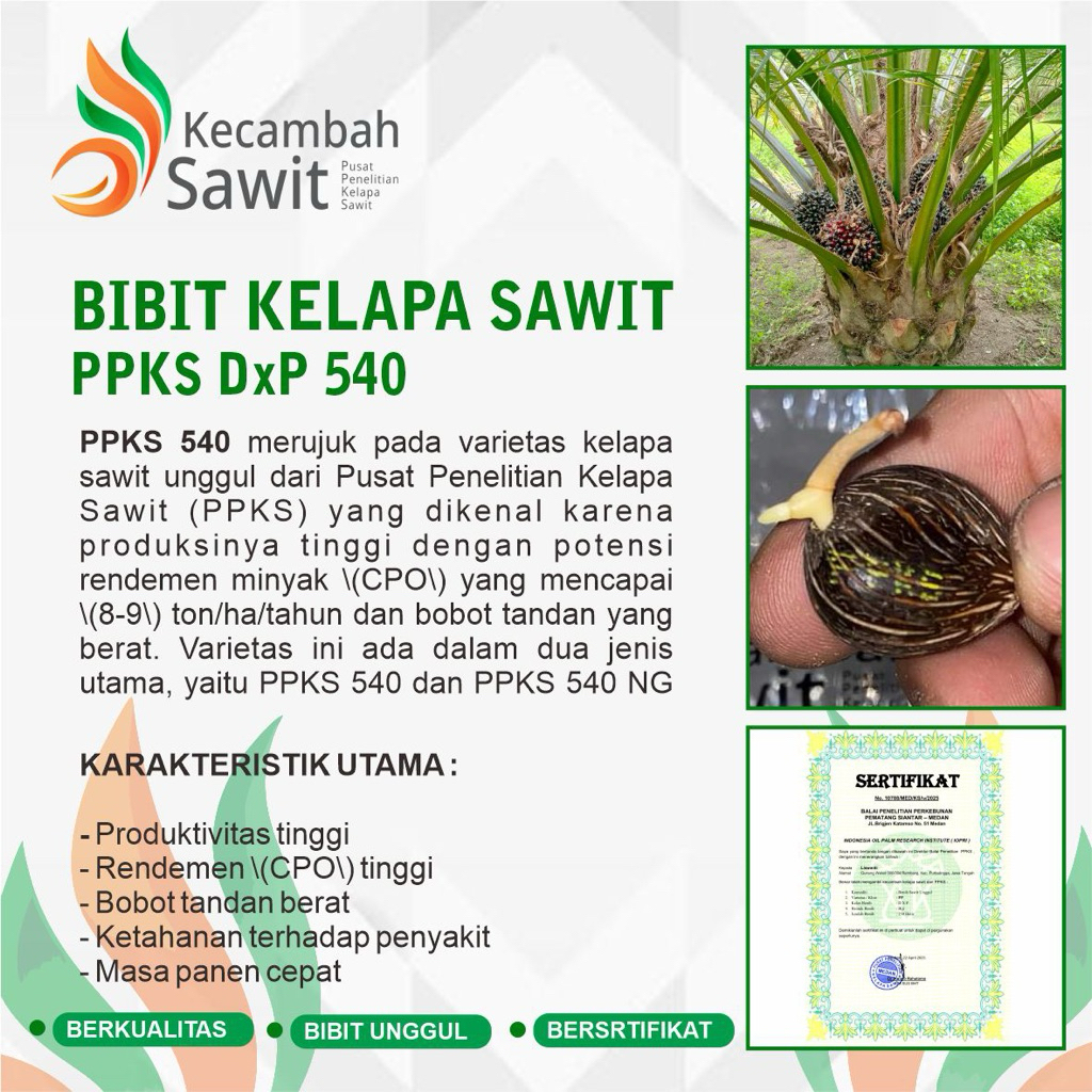 BIBIT KECAMBAH SAWIT PPKS DxP 540 BERKUALITAS DAN UNGGUL