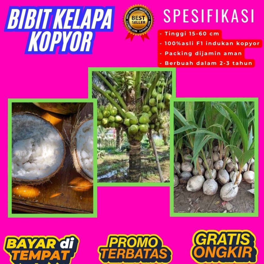 KUALITAS TERBAIK  Bibit Kelapa Kopyor Kultur Jaringan, Bibit Kelapa Kopyor Madu