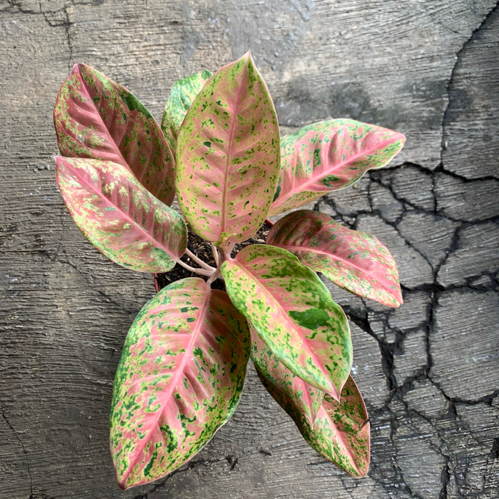 Aglonema big roy rimbun remaja