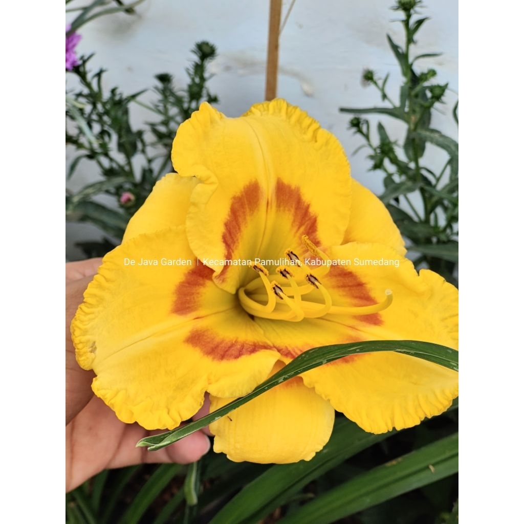 Bunga Lili Kuning Hidup / Tanaman Hias Lili Kuning