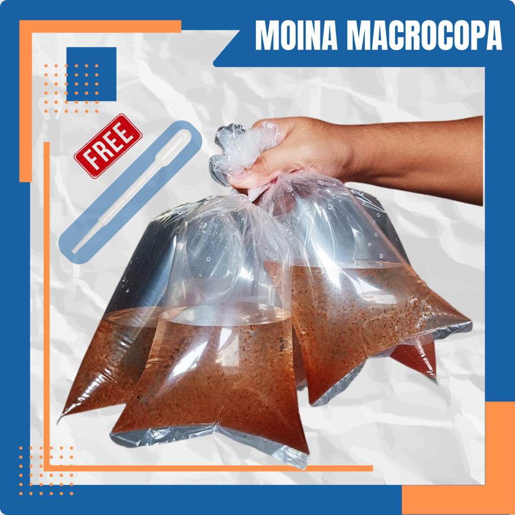 starter kutu air moina macropopa