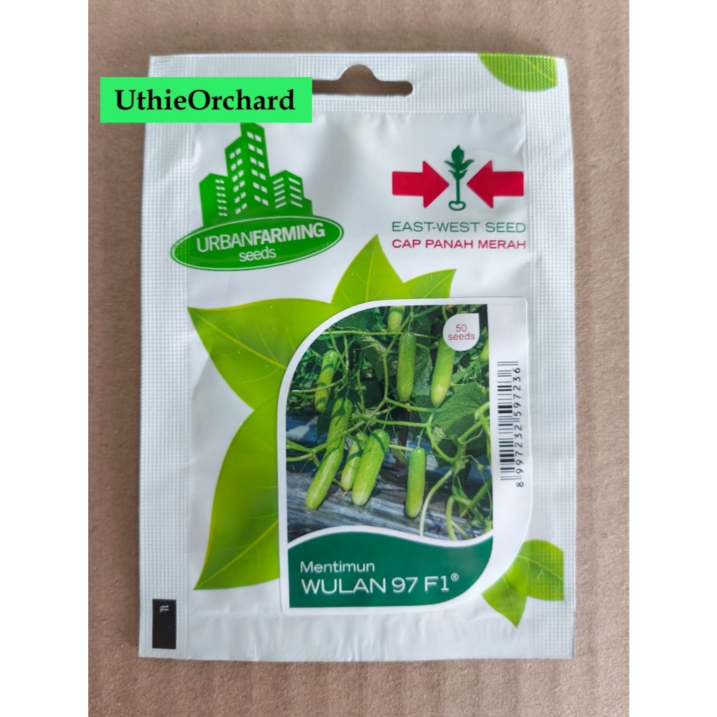 Benih Panah Merah - Timun Lalab/Lalap Wulan 97 F1
