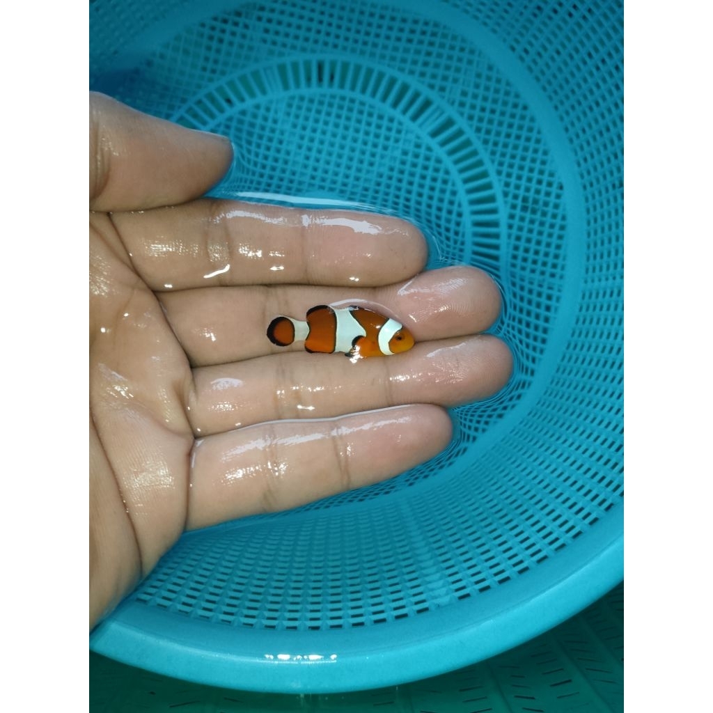 Ikan Hias Air Laut Nemo (Clownfish)