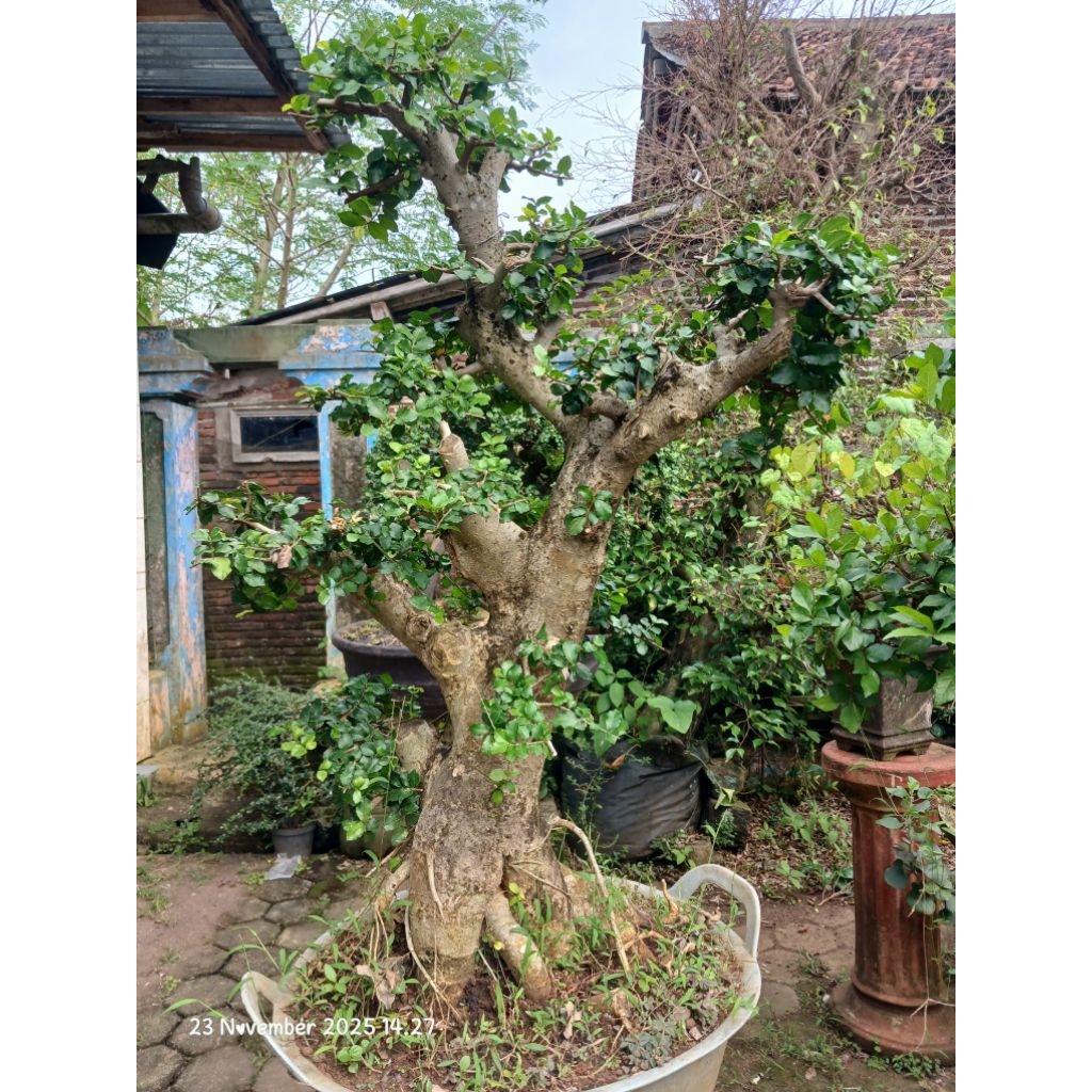bahan bonsai serut jumbo taman bonsai