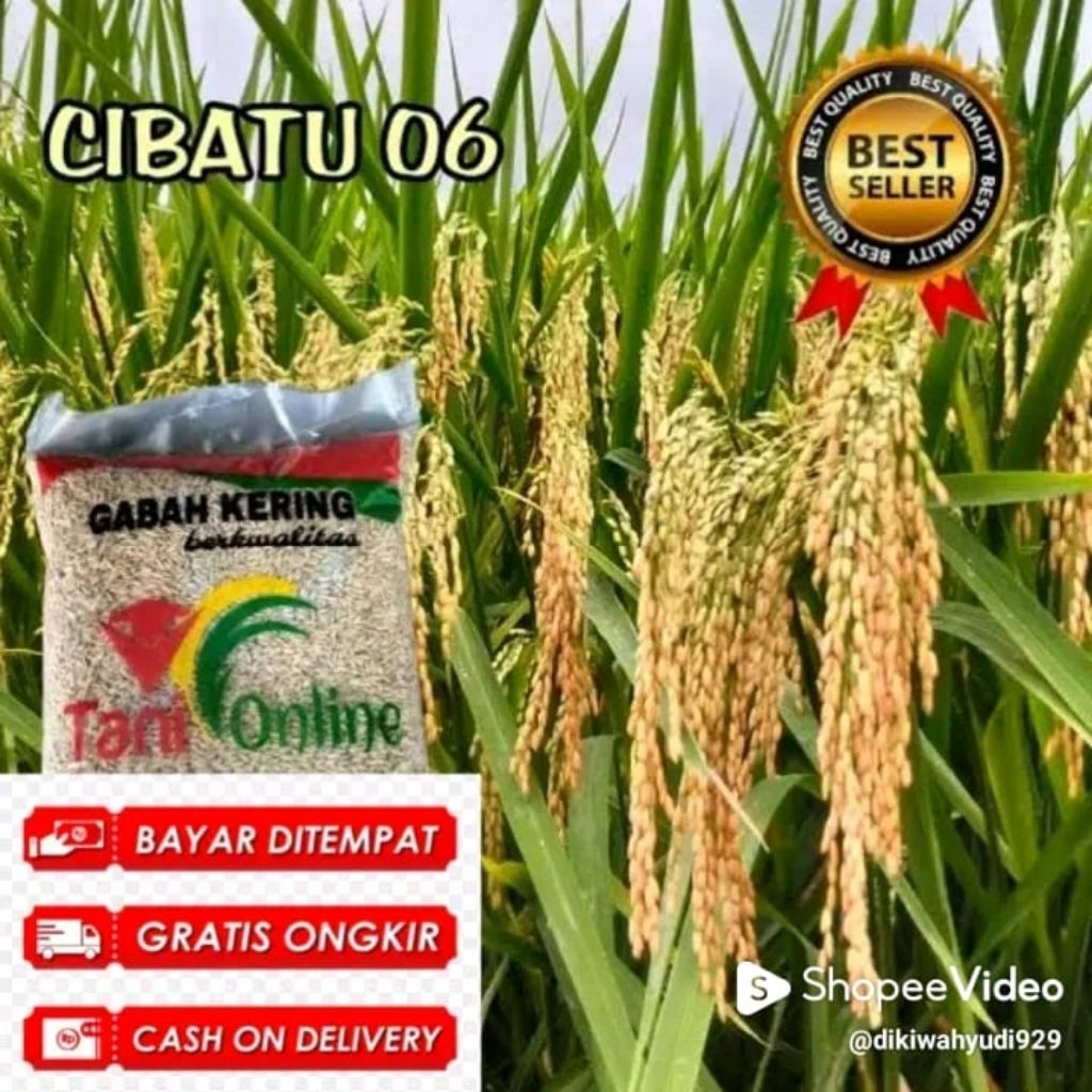 benih padi cibatu06 5KG