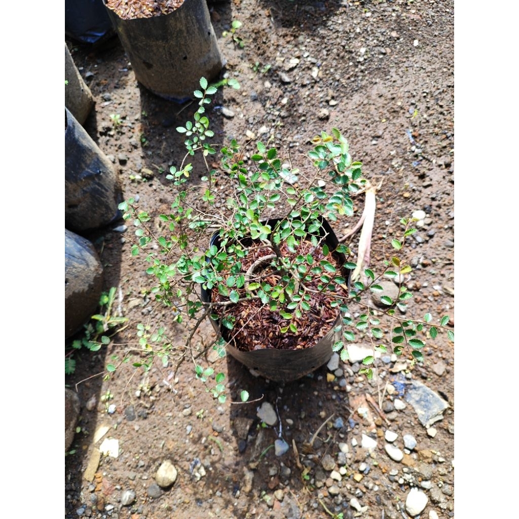 Bahan Bonsai Ulmus Micro Pucuk Merah