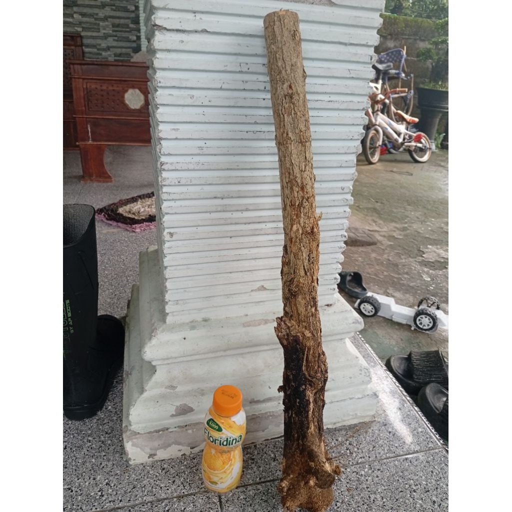 kemuning dongkelan akar batang kemuning lokal baan bonsai