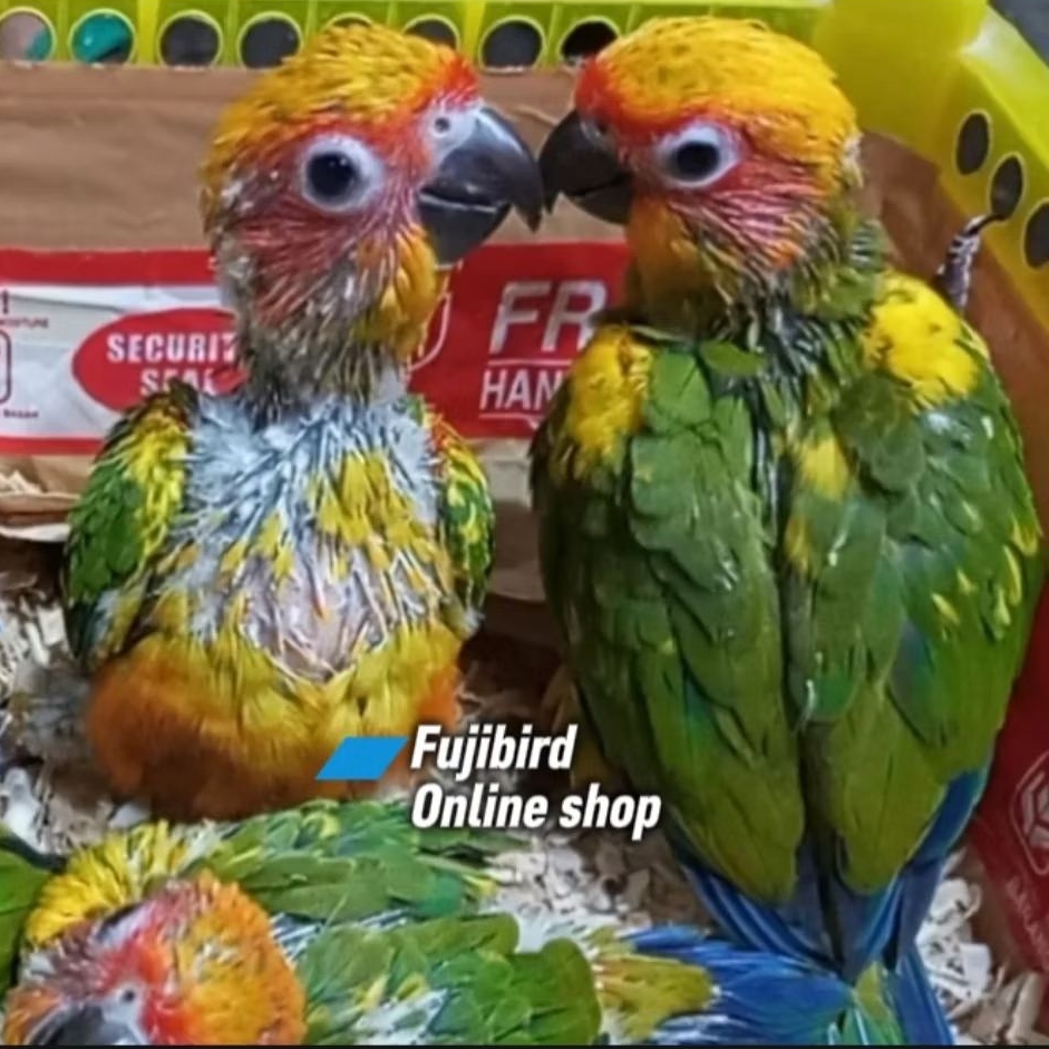 BABY BURUNG SUNCONURE ANAKAN SUAPAN LOLOHAN