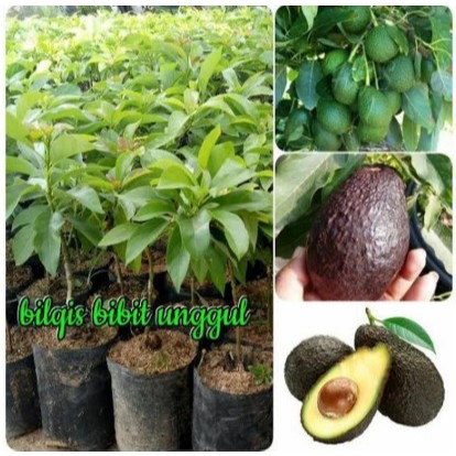 bibit buah alpukat hass okulasi