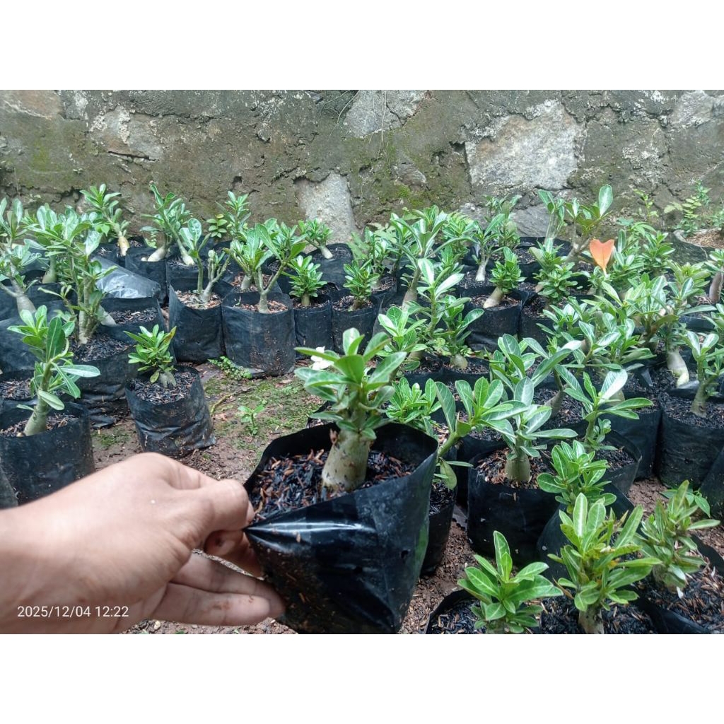 (PROMO!!) TANAMAN HIAS ADENIUM ARABICUM TANAMAN ADENIUM ARABICUM