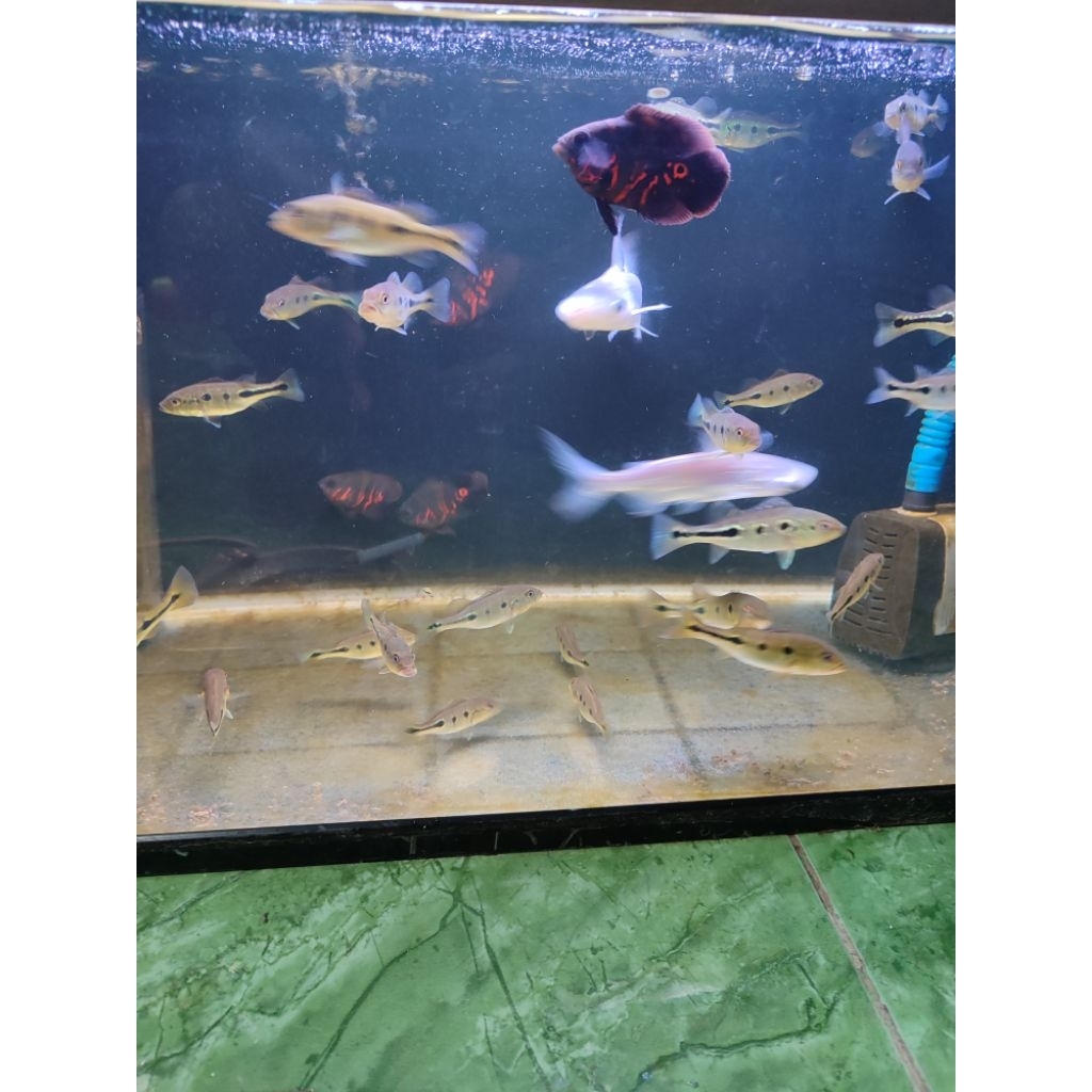 mainan ikan GK hiu tawar 12-13 cm ( genkiskhan)