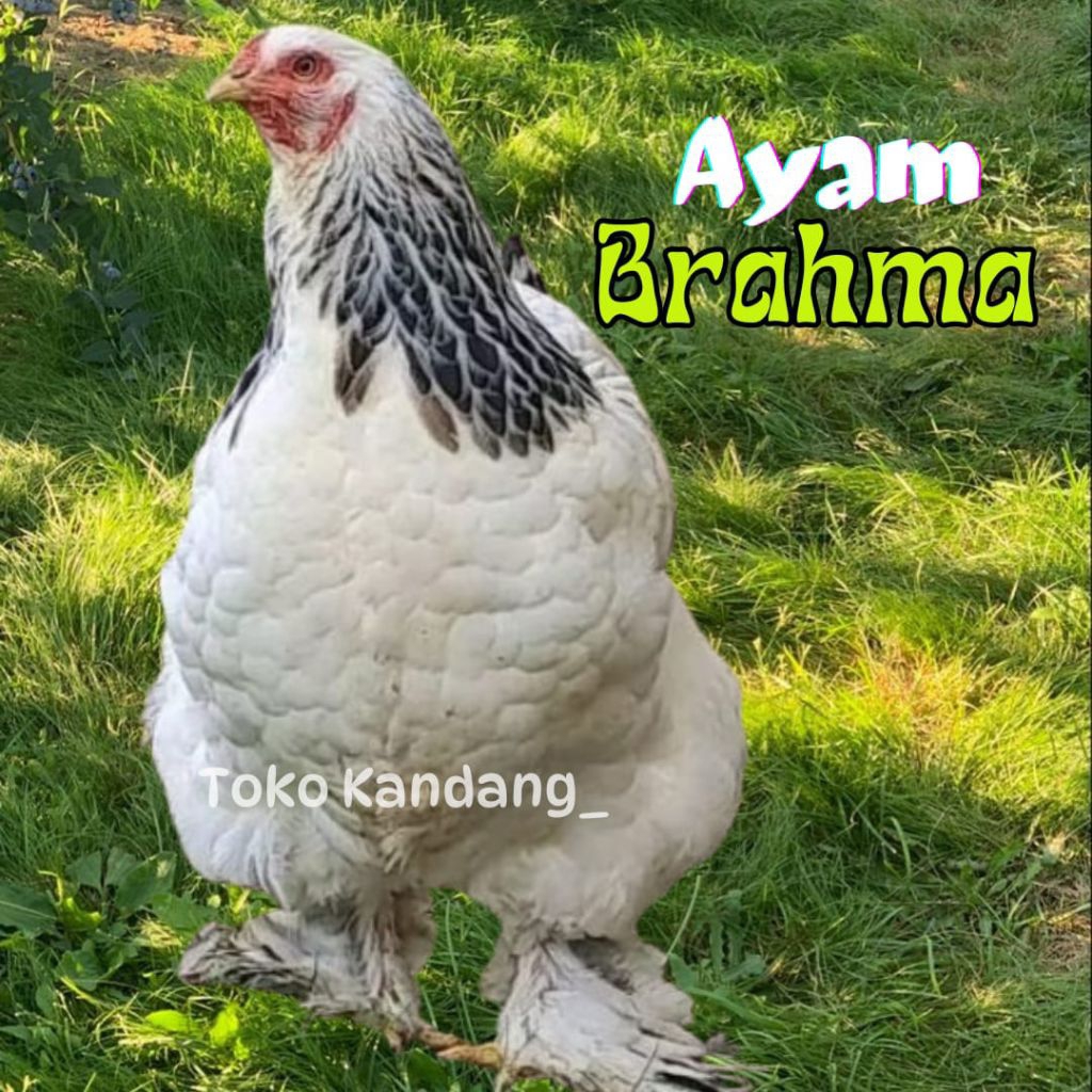 TELUR  AYAM HIAS BRAHMA FERTIL untuk ditetaskan