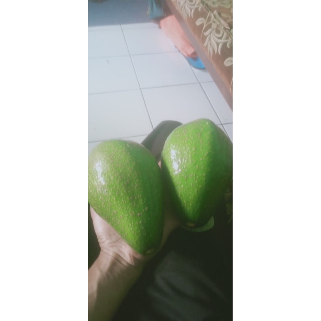 buah alpukat segar manis