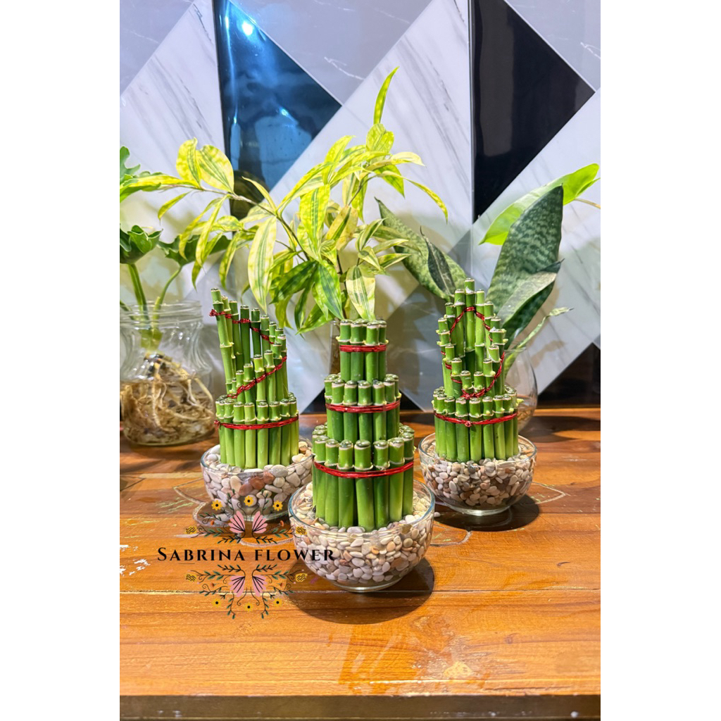 Paket Tanaman Air Bambu Hoki/Bambu Pembawa Keberuntungan/lucky Bamboo paket Lengkap.