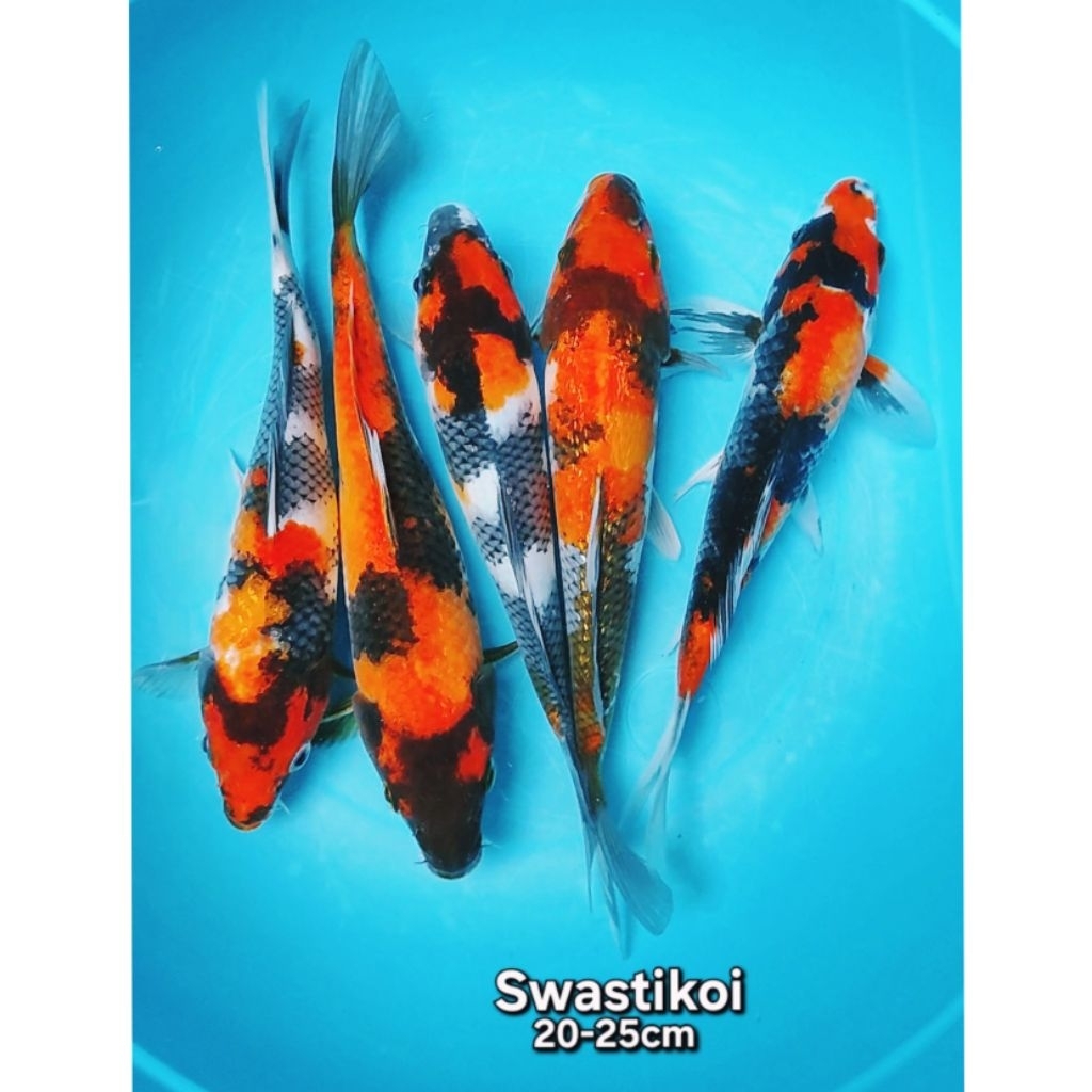 Ikan koi blitar 5 ekor grade A