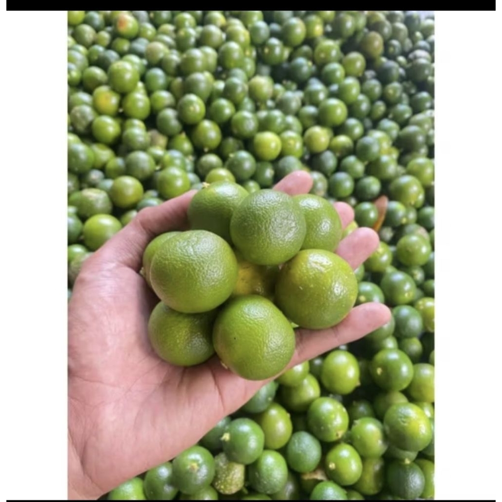 jeruk sonkit,kasturi,1Kg