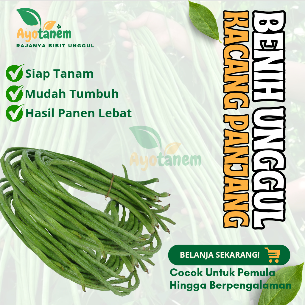 benih kacang panjang sayur | bibit kacang panjang super unggul | biji kacang panjang cepat tumbuh