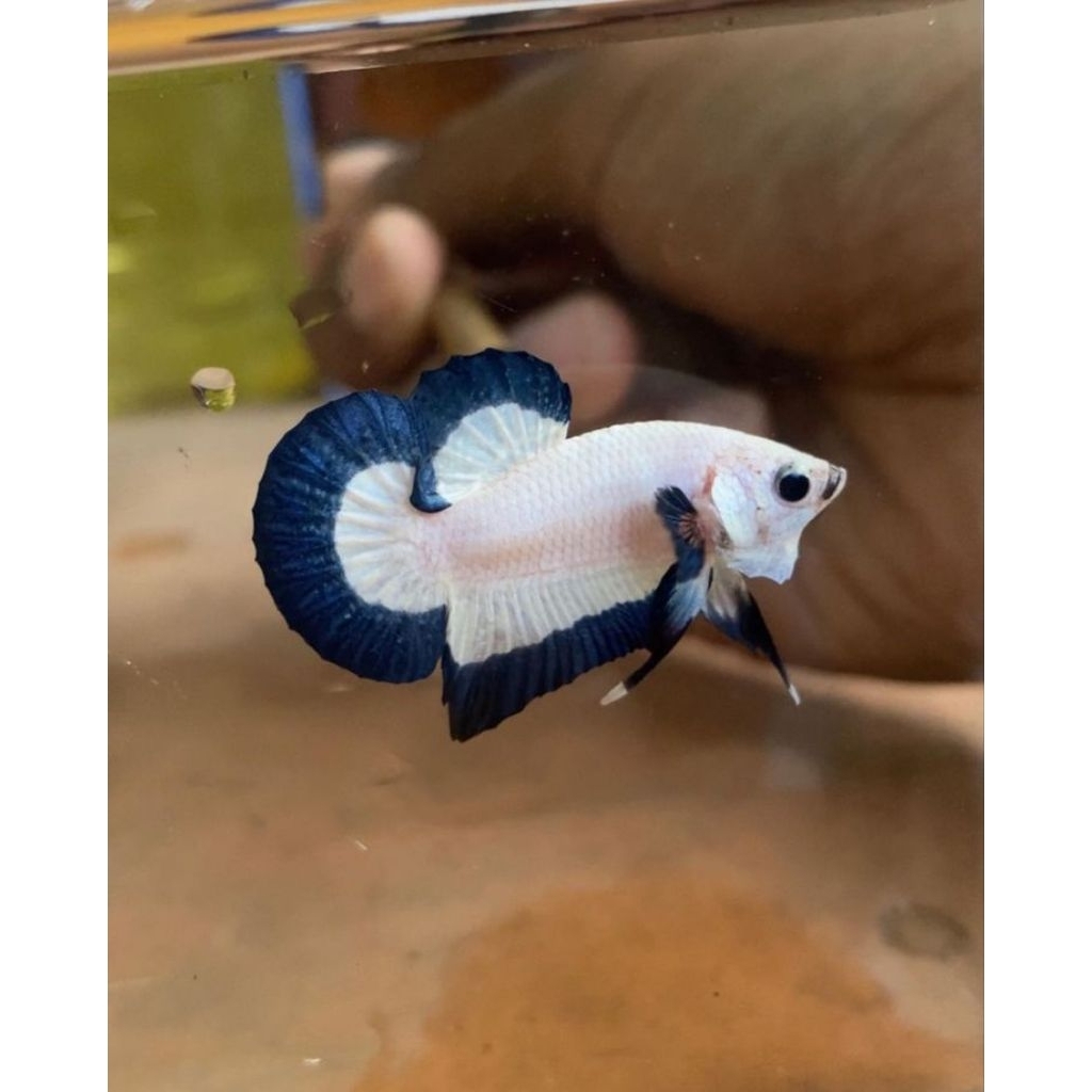 PK BLU RIM MALE THAILAND