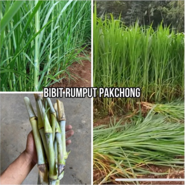 Bibit Rumput (GAJAH PAKCHONG) Untuk Pakan Ternak Domba, Kambing, Sapi Dan Unggas