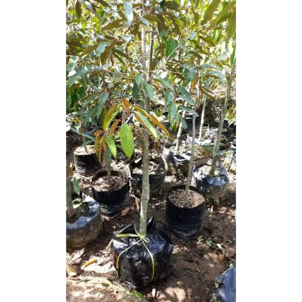 Bibit Durian SUDAH BERBUNGA Montong,Musangking,Bawor,Ochee Cocok tabulampot Hasil OKULASI