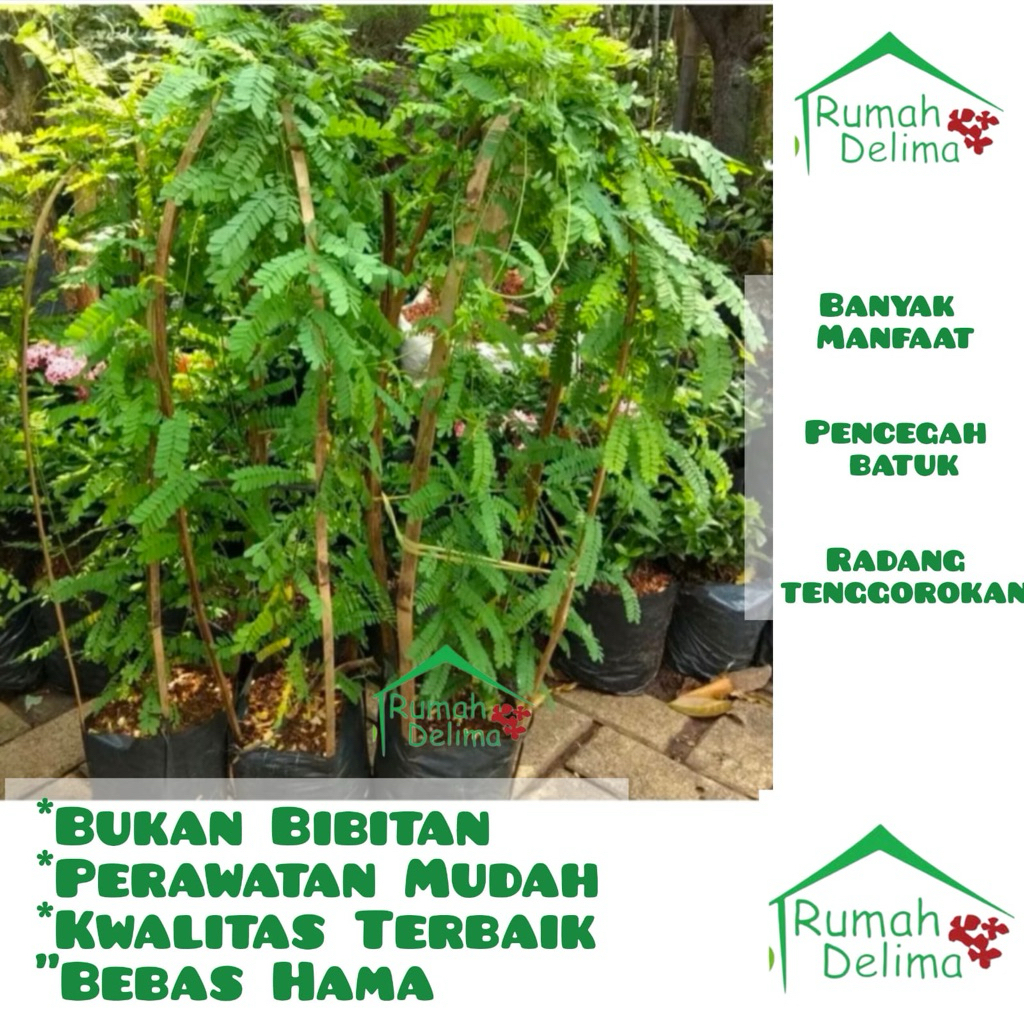 Tanaman Herbal Daun Saga/Tanaman Daun Saga