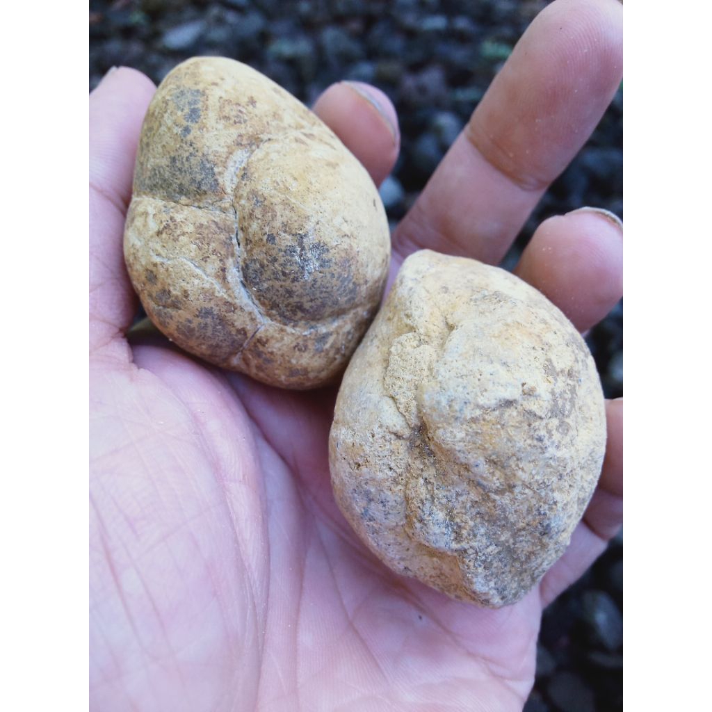 Sepasang Batu Fosill Kijing Bungkem