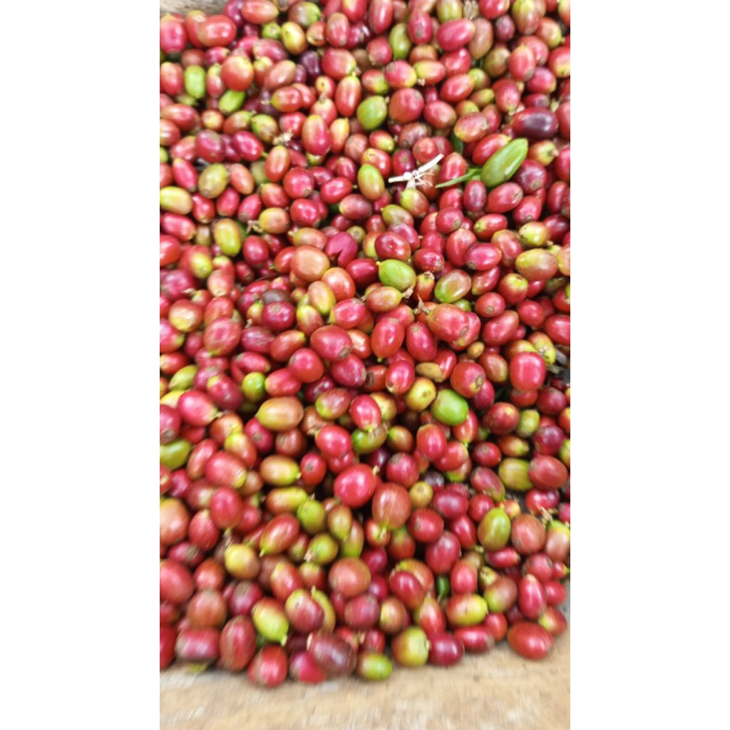 bibit kopi semai jenis liberika