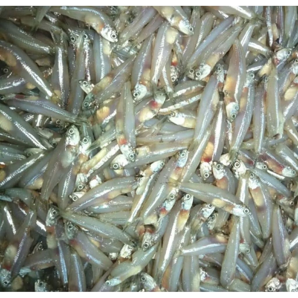 Teri basah segar fress/ikan teri basah