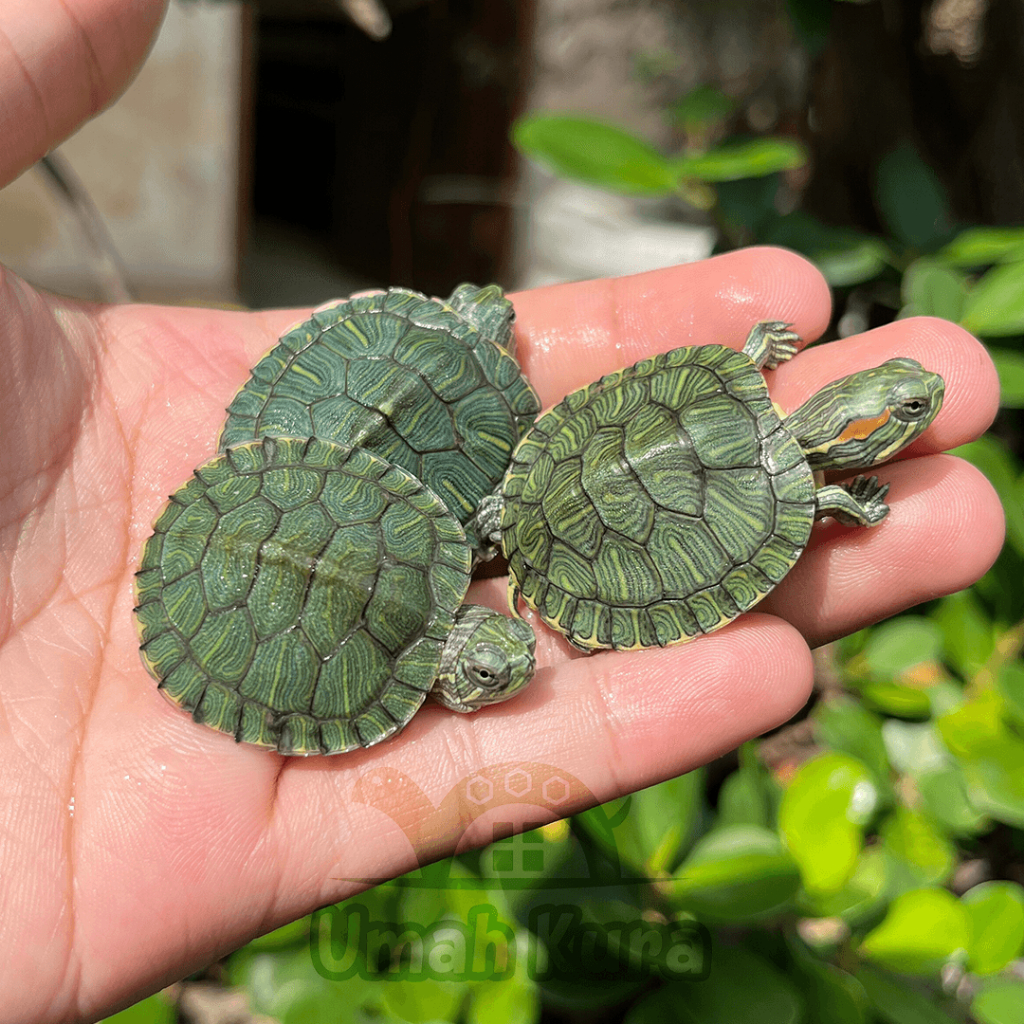 Kura Kura Brazil Hijau RES Baby Turtle